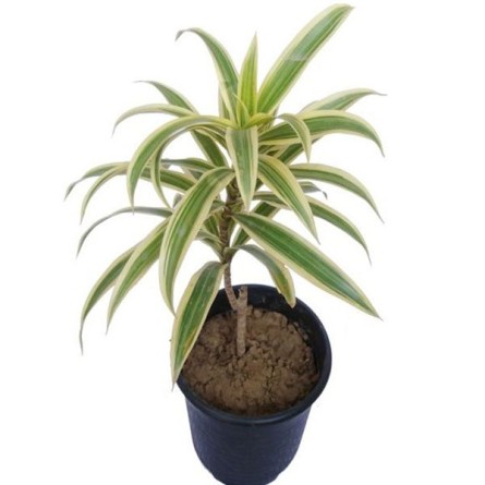 Dracaena Reflexa-Pleomele-Song of India(Golden)-Plant